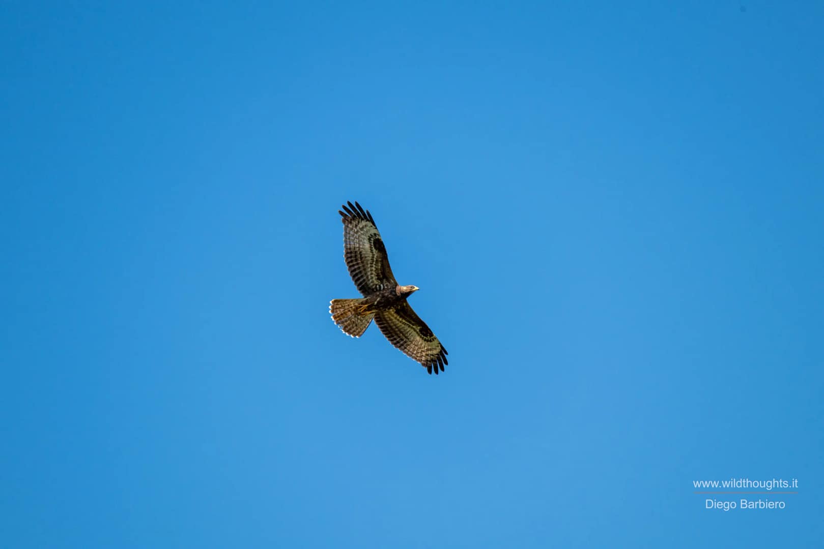 DSC_0615