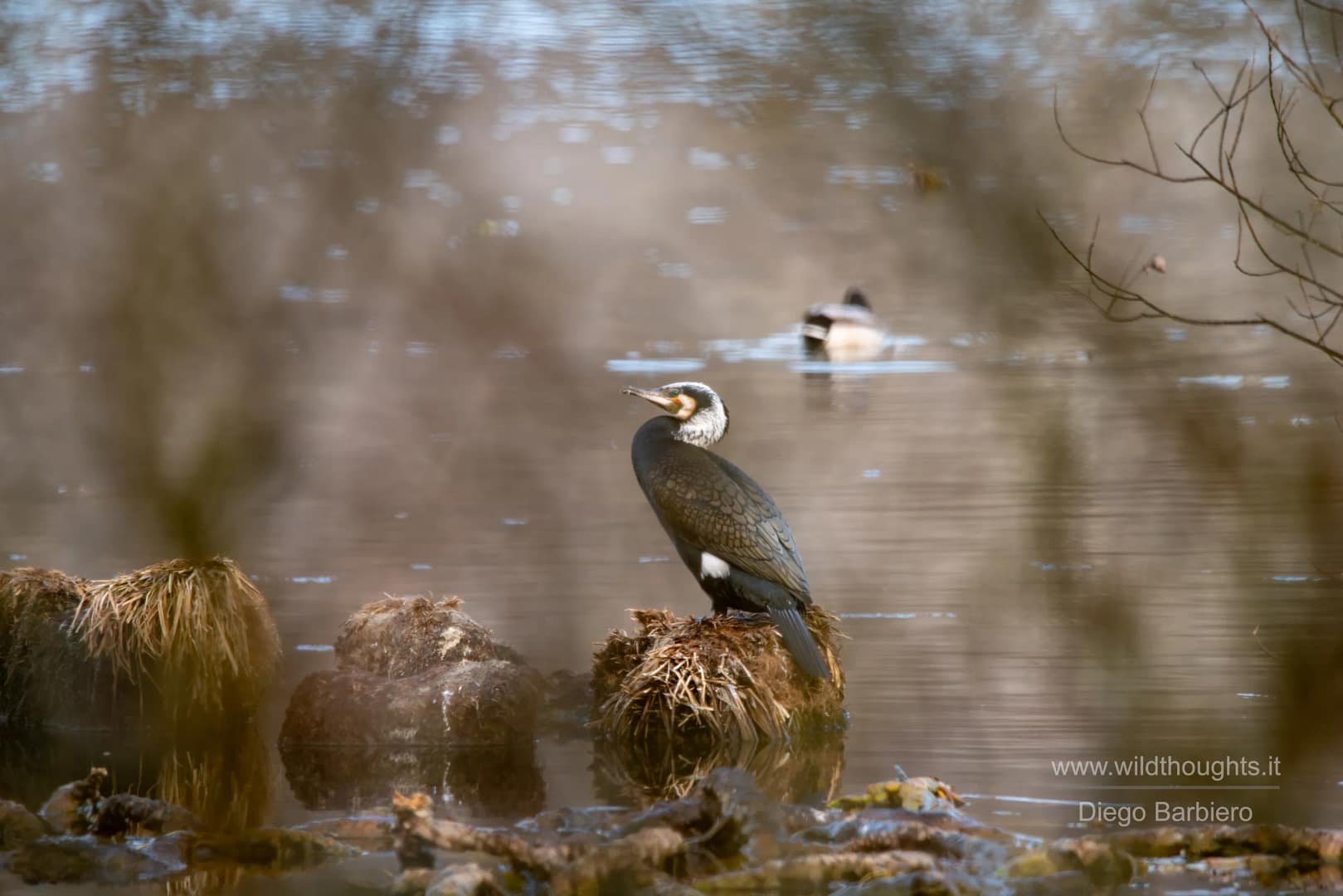 Cormorano comune