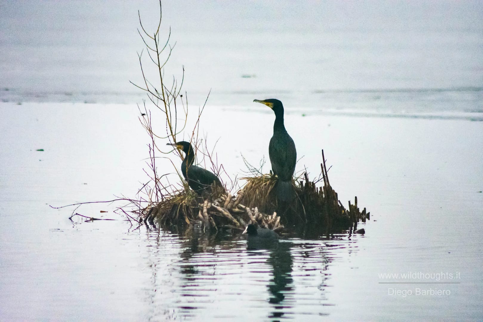 Cormorano comune.