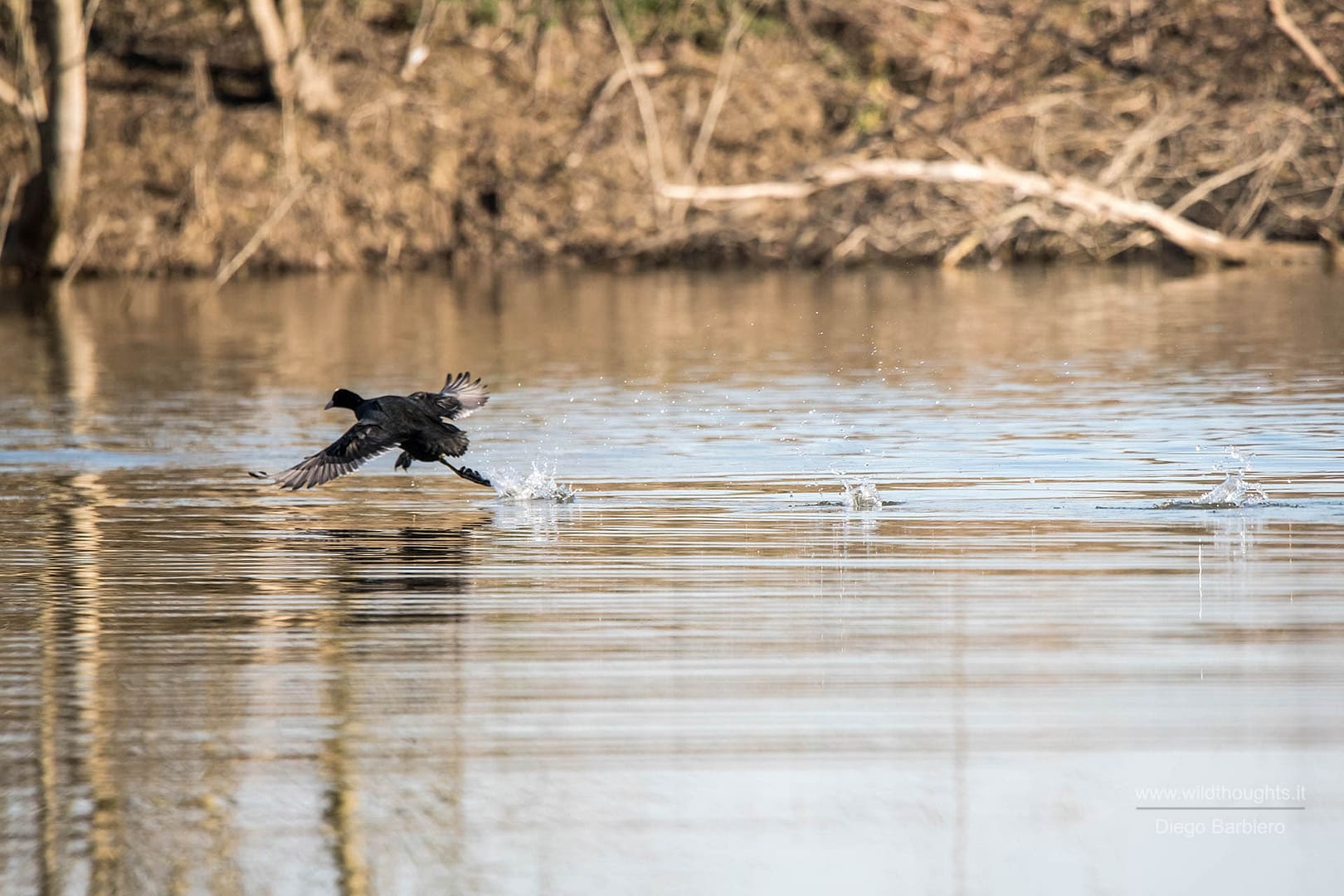 Gallinella d'acqua.
