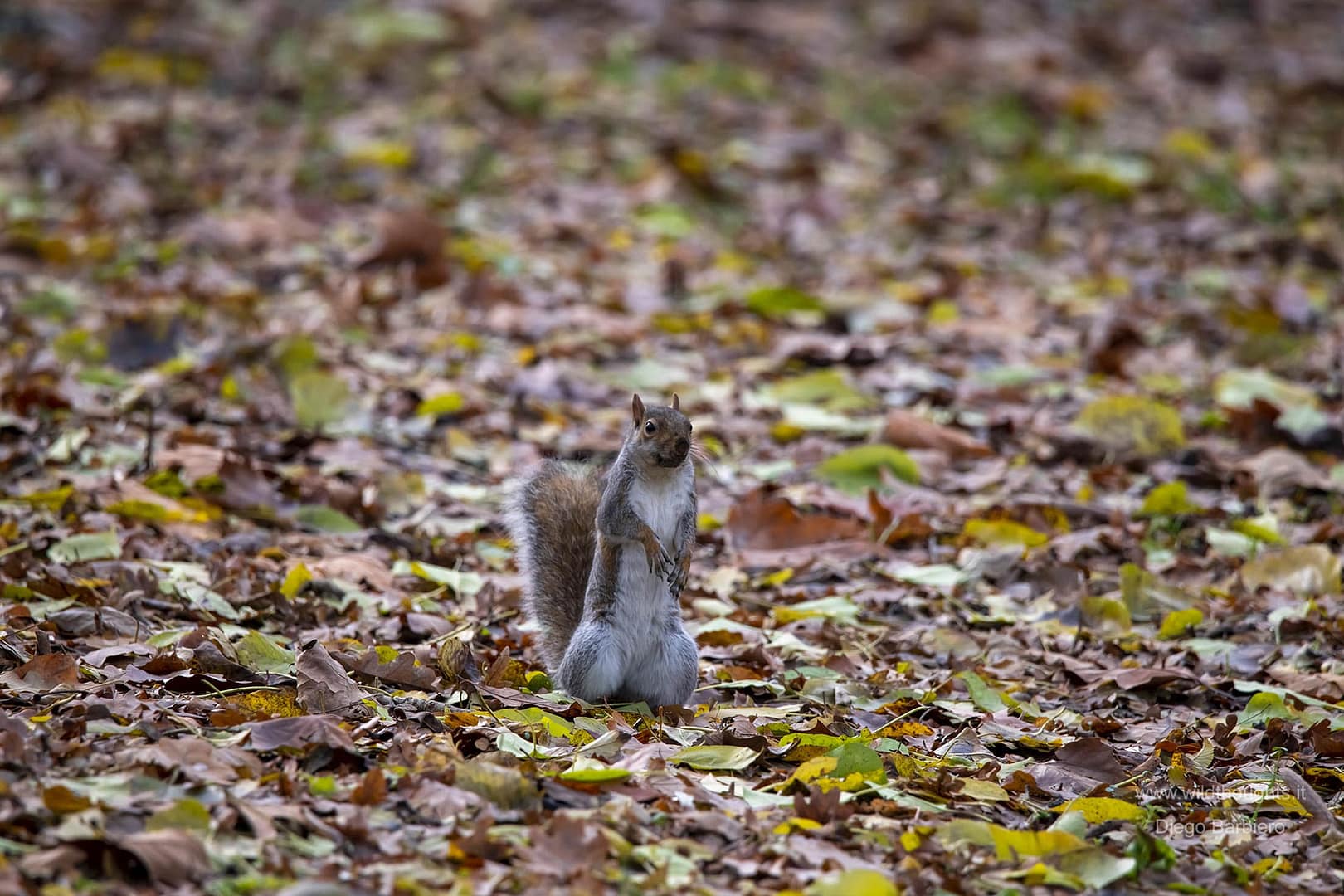 DSC_3639-min-2