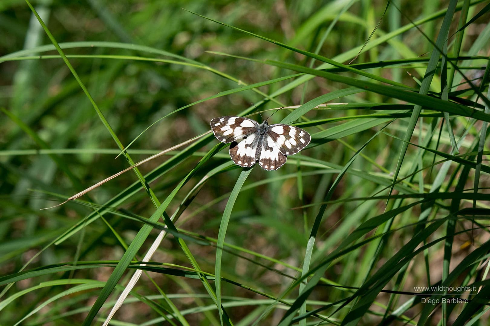 DSC_7037-2-min-2