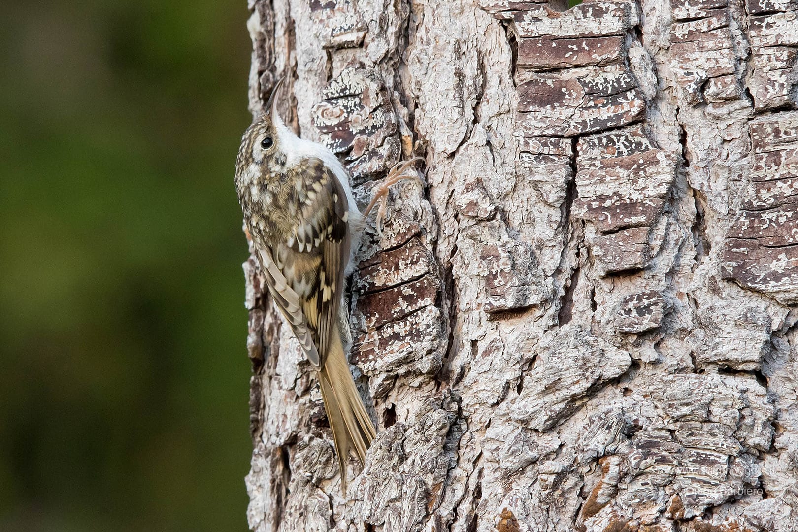 Rampichino alpestre.