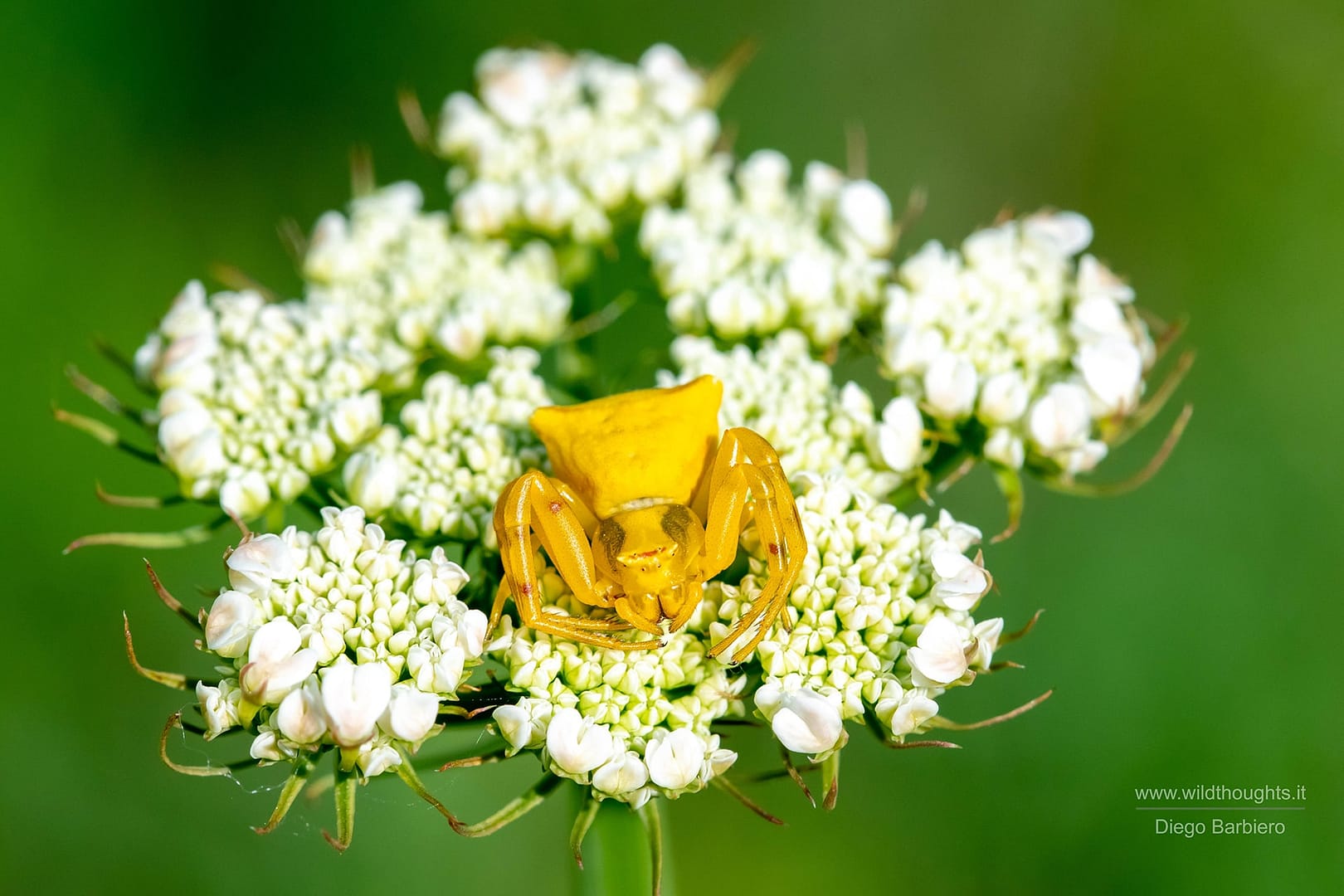 Thomisus onustus