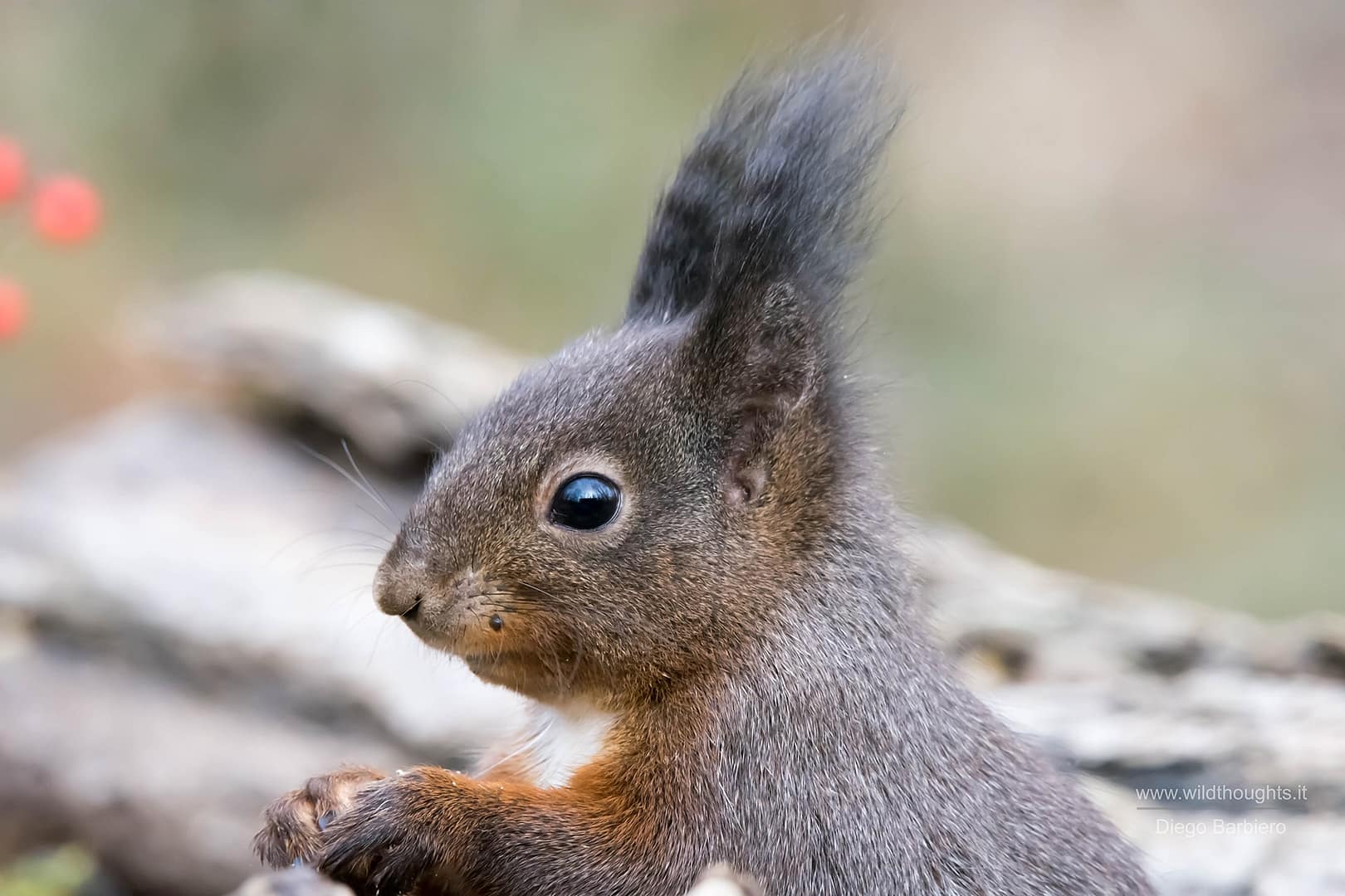 Sciurus vulgaris