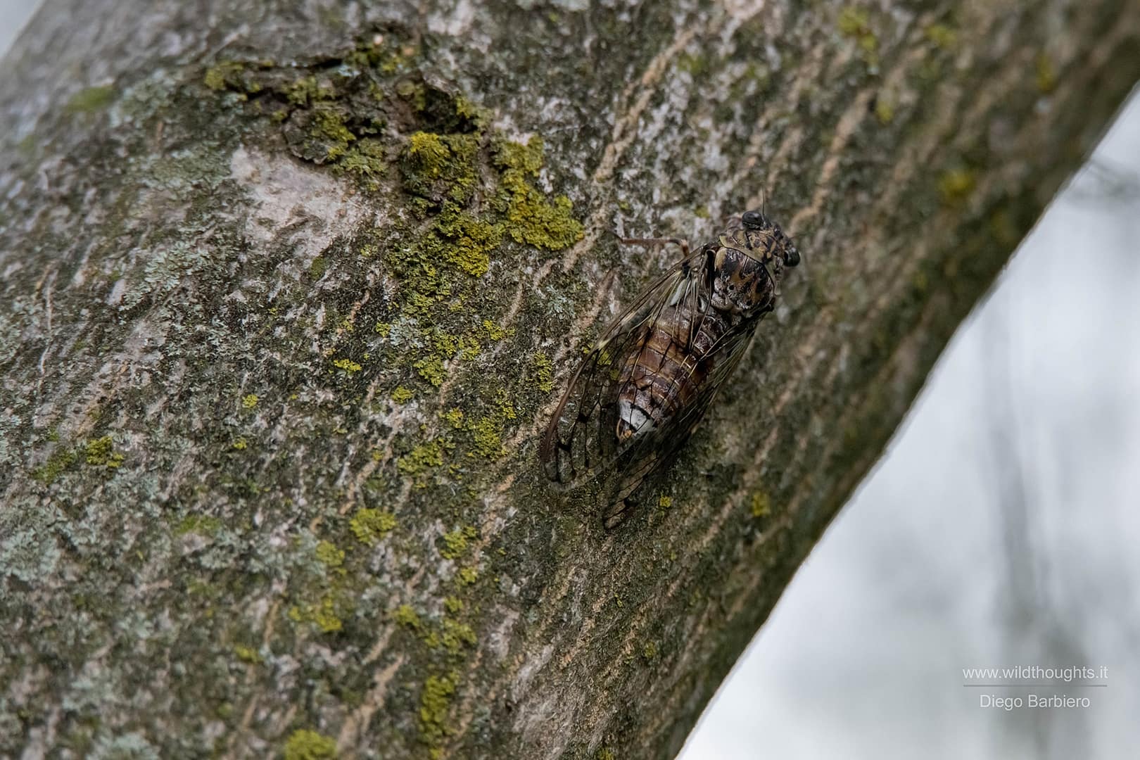 Cicala