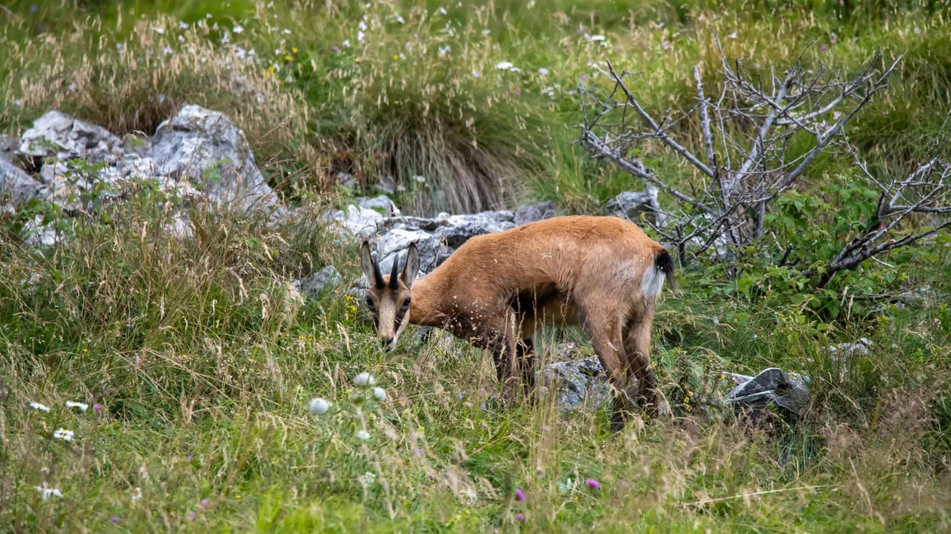 cropped-DSC_5647-scaled-1.webp