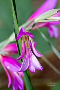 Flora