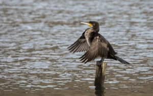 Cormorano comune