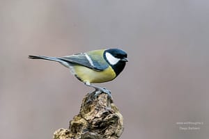 Cinciallegra.