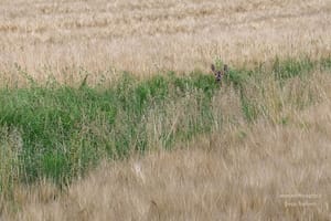 DSC_2763-min-2