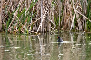 Gallinella d'acqua.