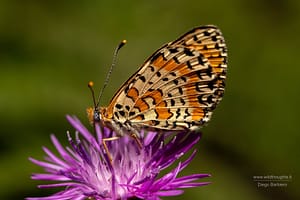 DSC_4196-min