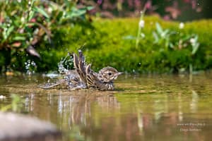 DSC_3121