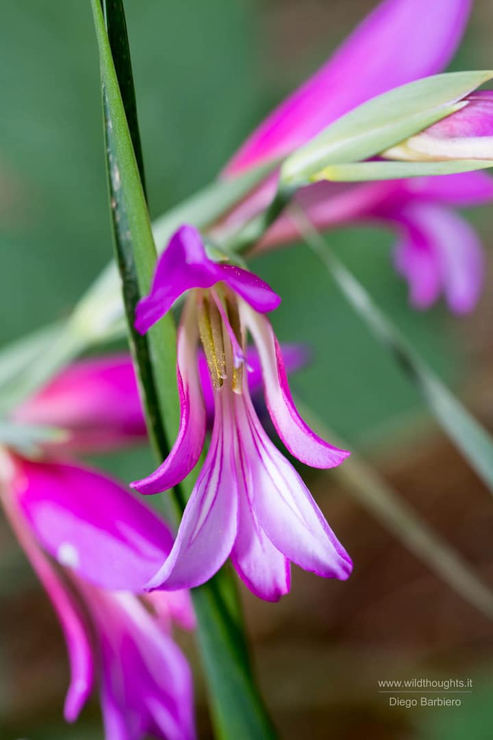 Flora